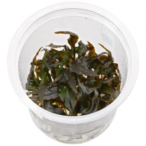 Cryptocoryne wendtii 'Brown'