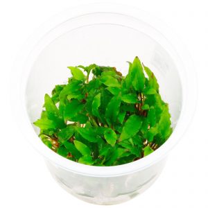 Cryptocoryne wendtii 'Green'
