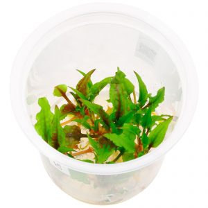 Cryptocoryne wendtii 'Green Gecko'