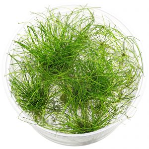 Eleocharis vivipara