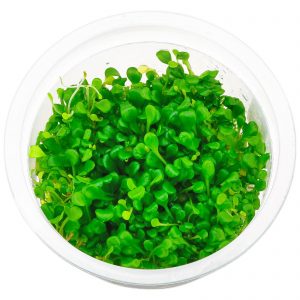 Glossostigma elatinoides