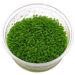 Hemianthus callitrichoides 'Cuba'