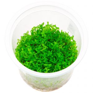 Hemianthus micranthemoides