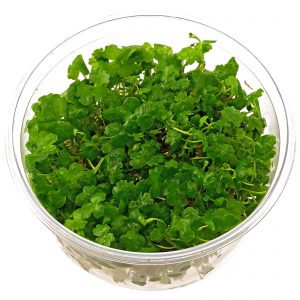 Hydrocotyle cf. tripartita