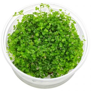 Hydrocotyle tripartita 'Mini'