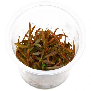 Hygrophila sp. 'Araguaya Sharp leaf'