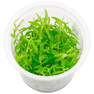 Limnophila sp. "Vietnam"