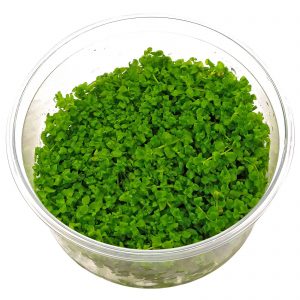 Micranthemum tweediei ("Montecarlo-3")