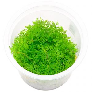 Myriophyllum mattogrossense