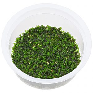 Riccardia sp. "chamedryfolia"