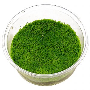 Riccia fluitans