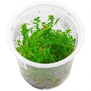 Rotala mexicana "Bangladesh"