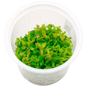 Rotala rotundifolia