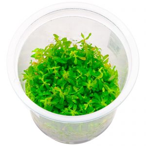 Rotala rotundifolia 'Ceylon'