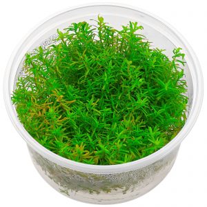 Rotala rotundifolia "Periya"