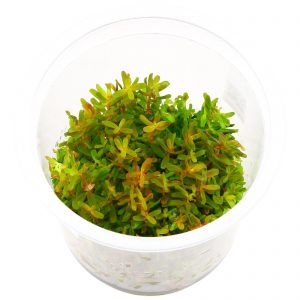 Rotala sp. "Gia Lai" / "H'Ra"