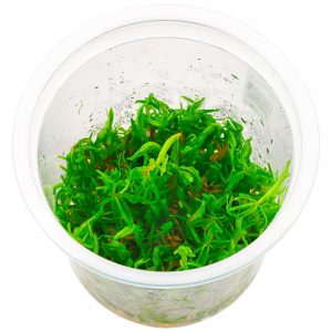 Rotala sp. "Nanjenshan"