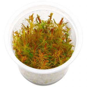 Rotala sp. 'Vietnam'