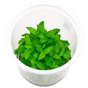 Staurogyne repens