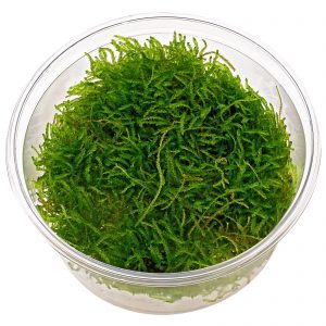 Taxiphyllum barbieri "Java moss"